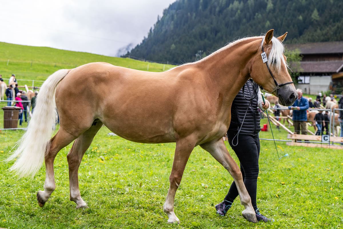 Alpengasthof Praxmar